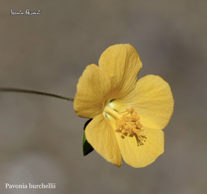 الأرين - تصوير: أ