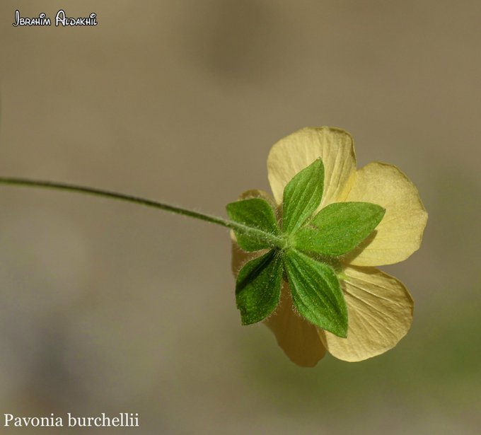 الأرين - تصوير: أ