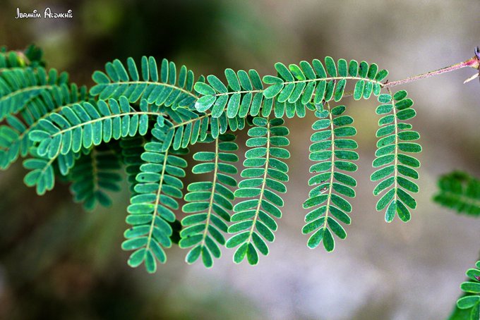 العشق، شوك الكلاب - تصوير: أ