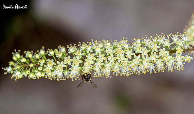 العشق، شوك الكلاب - تصوير: أ