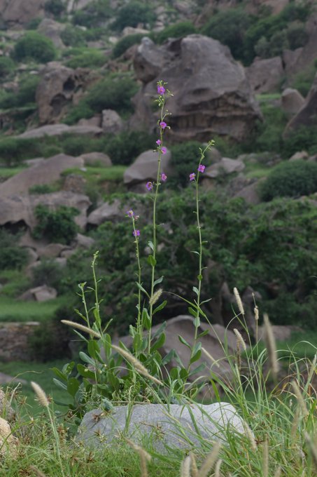 الهروه - تصوير: د