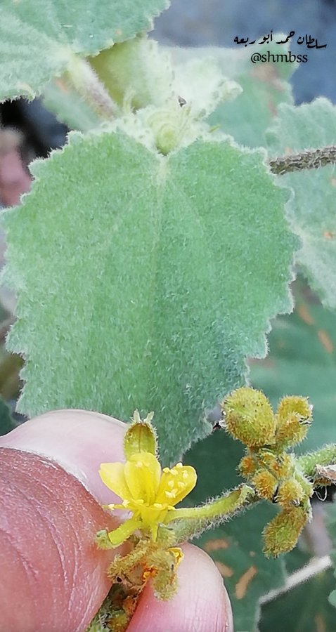 الرشأ - تصوير النباتات البرية في ديار خير البرية