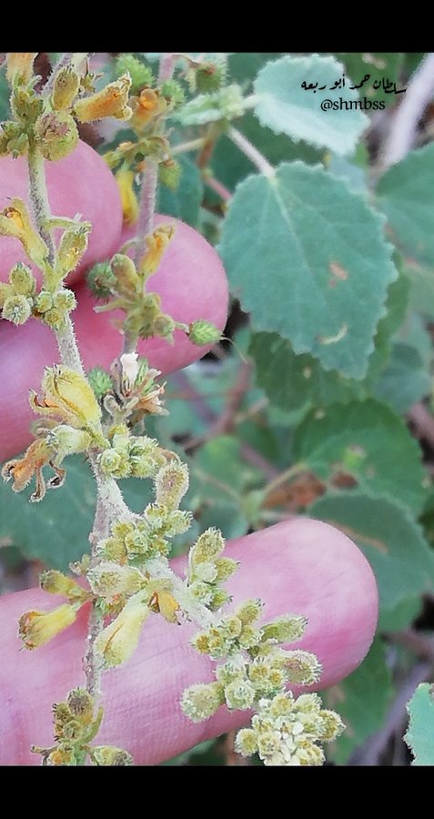 الرشأ - تصوير النباتات البرية في ديار خير البرية