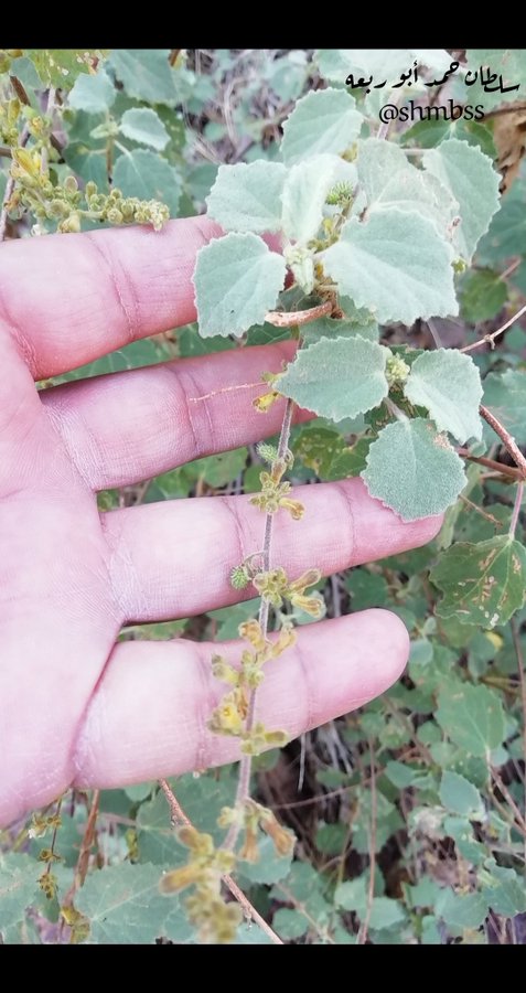 triumfetta_flavescence_3