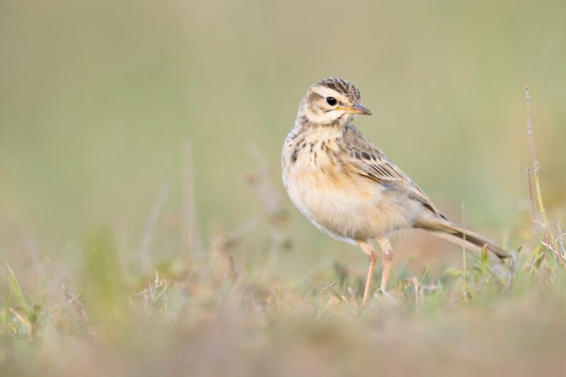 African_pipit