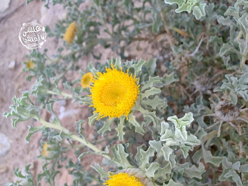 Anvillea_garcinii
