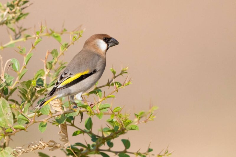 أشدق عربي / Rhynchostruthus percivali