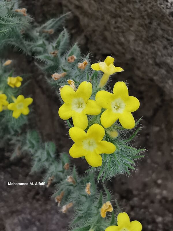 Arnebia_hispidissima1