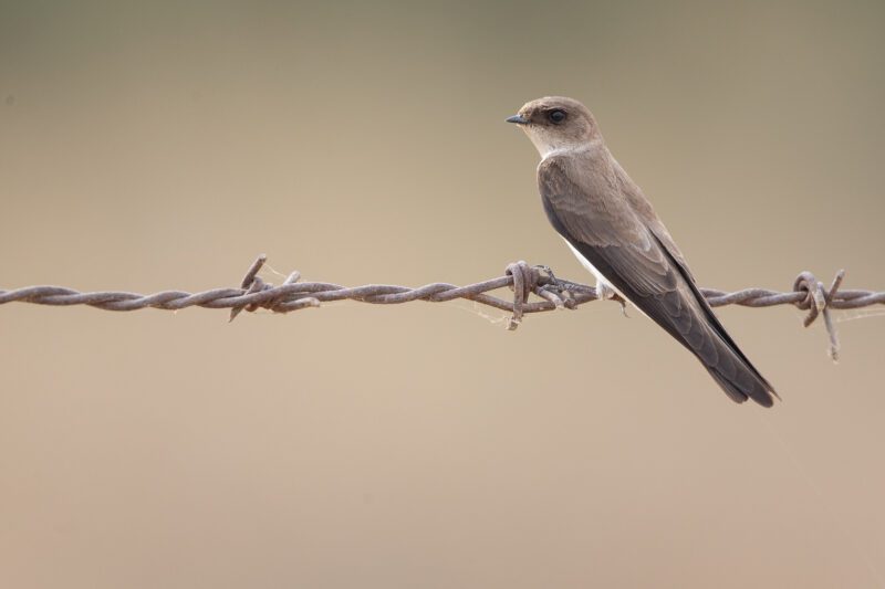 خطاف السهول الآسيوي / Riparia chinensis