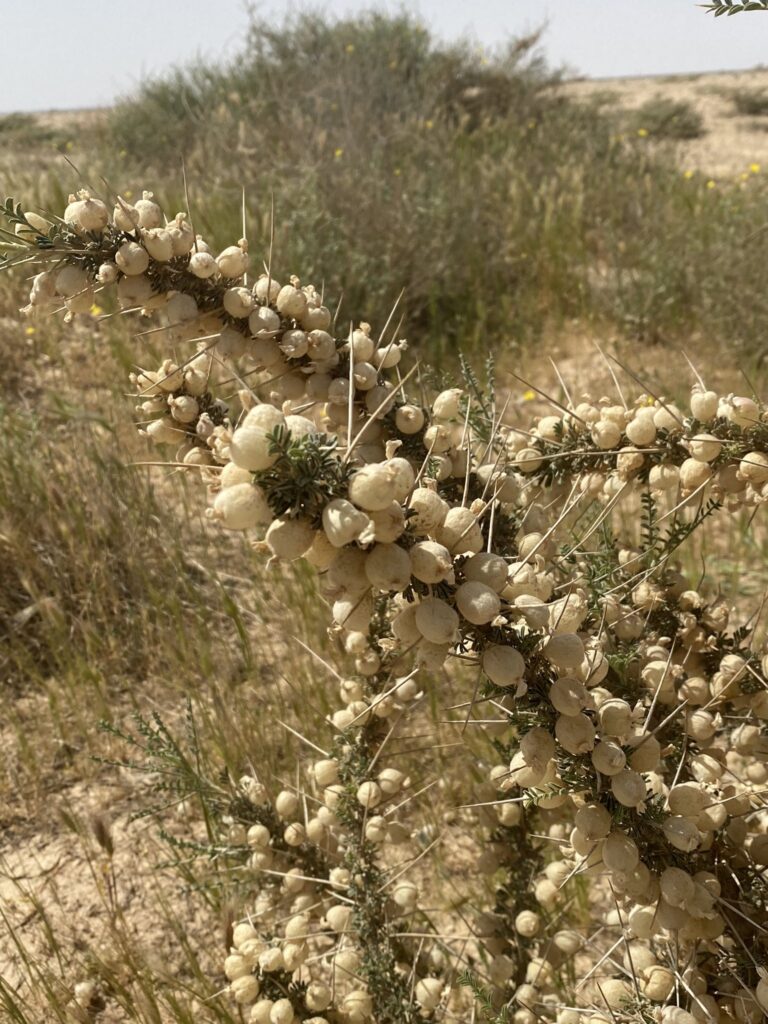 القتاد الأصغر