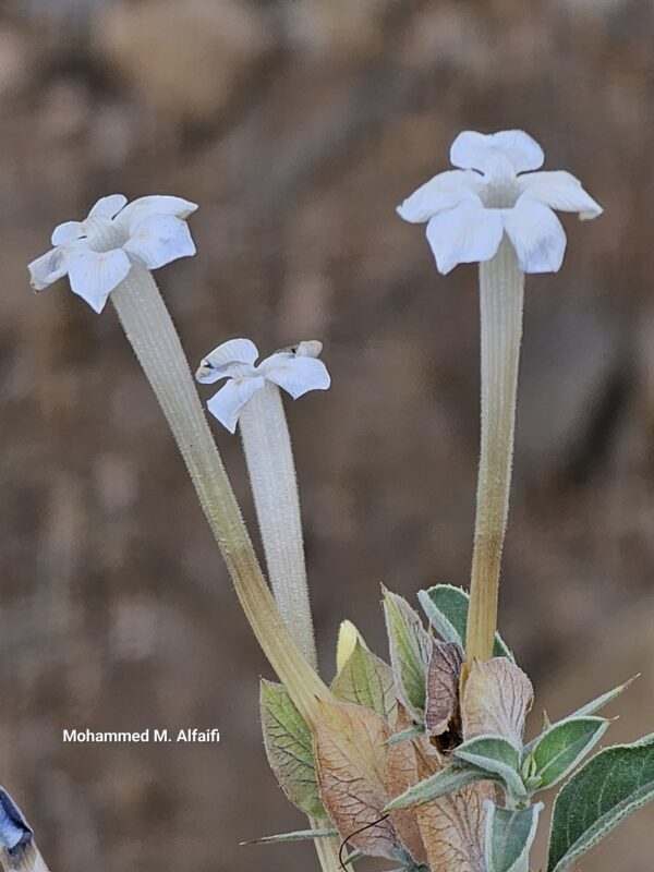 نبات الشخث - تصوير محمد الفيفي