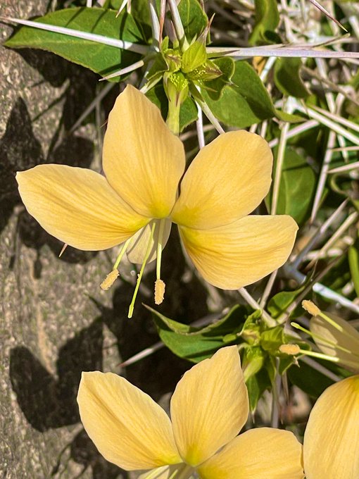 Barleria_trispinosa_2