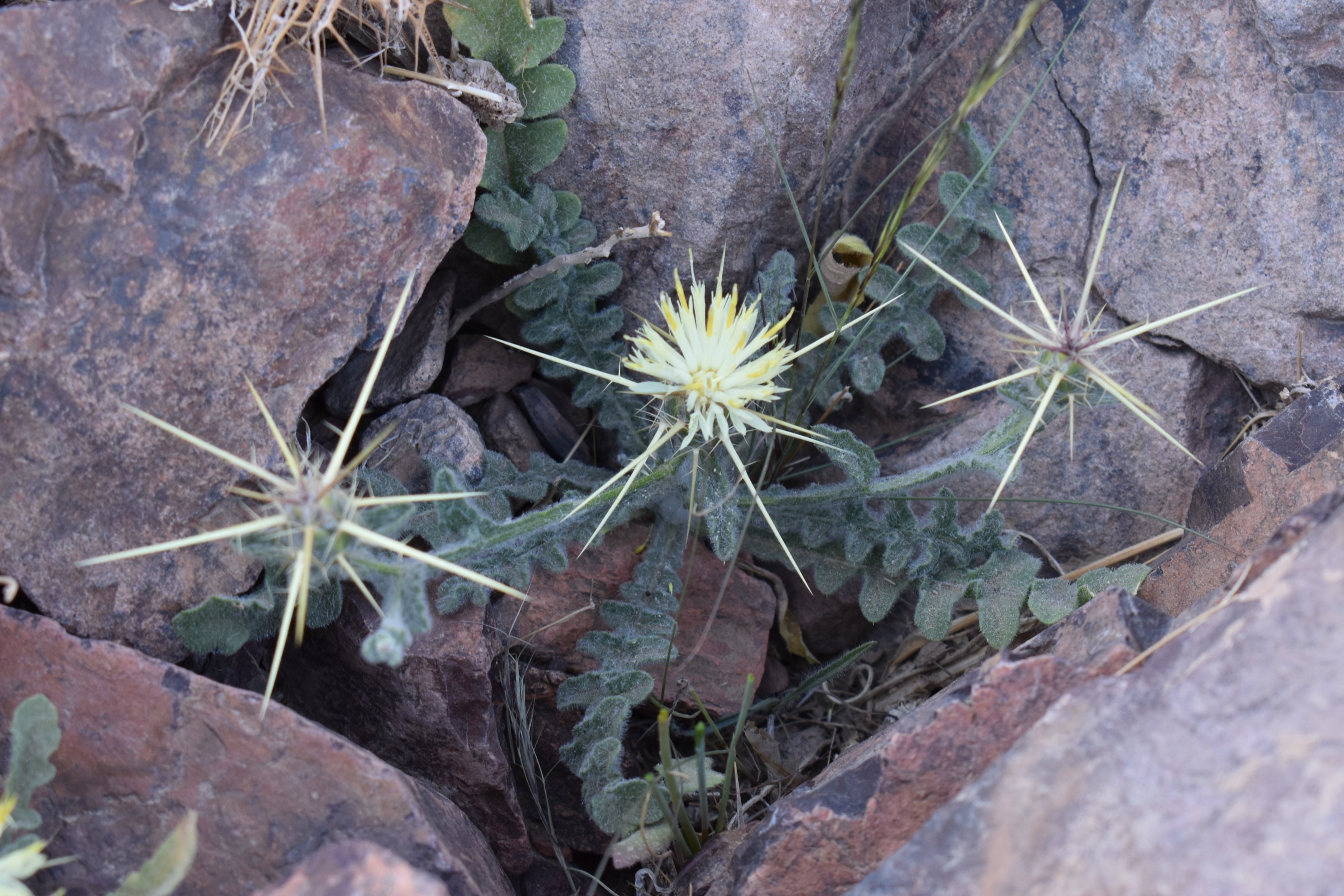 المرار 1 - تصوير Botanist