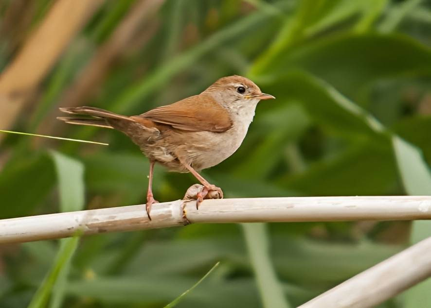 Cettis_warbler