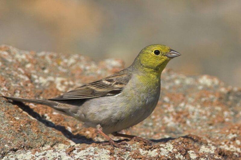 درسة ذقناء غربية / Emberiza cineracea