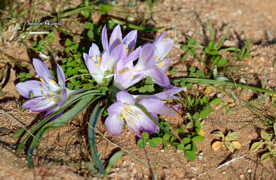 اللحلاح - تصوير: أ. إبراهيم الدخيل