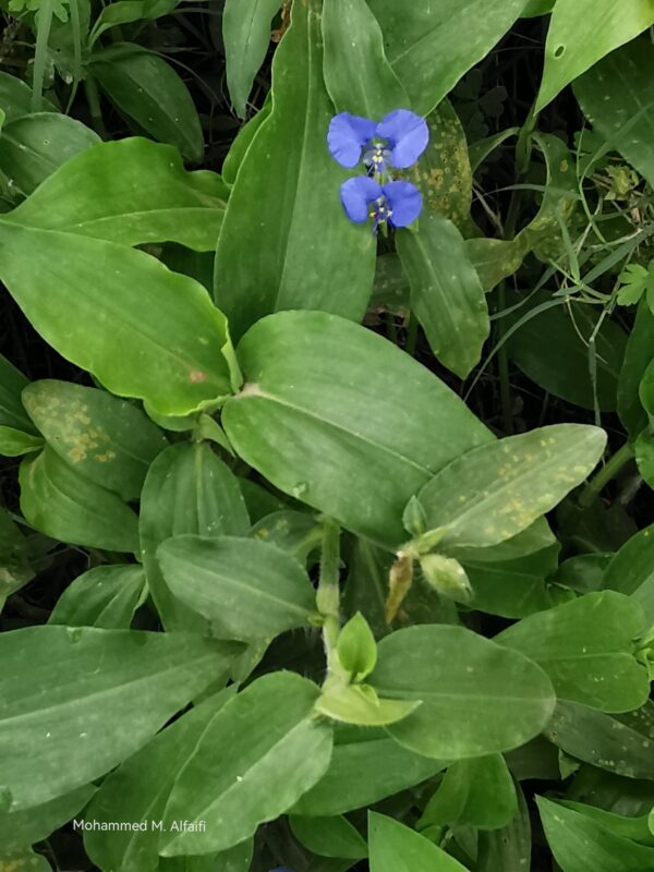 Commelina_benghalensis1
