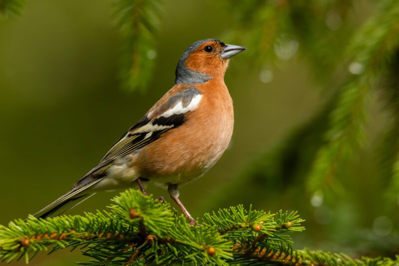 Common_chaffinch