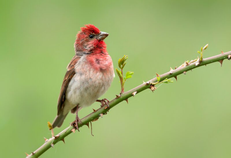 Common_rosefinch