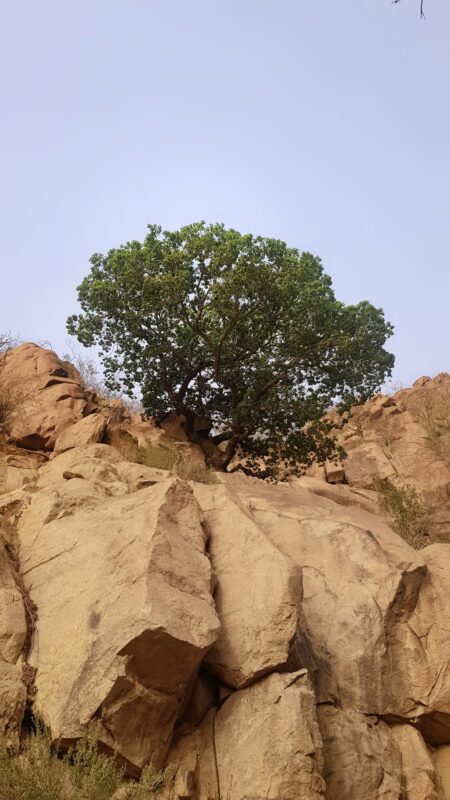 شجرة الظُلَّام - تصوير د. عطيه الفقيه
