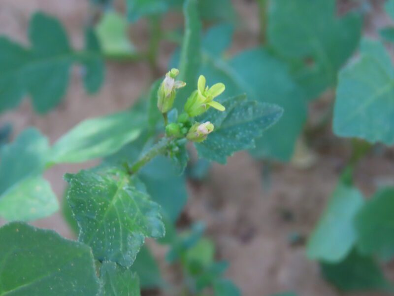 Erucastrum arabicum- photo by dune_ninja