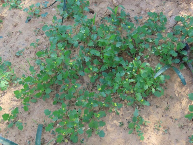 Erucastrum arabicum- photo by dune_ninja