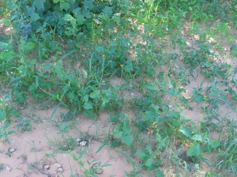 Erucastrum arabicum- photo by dune_ninja