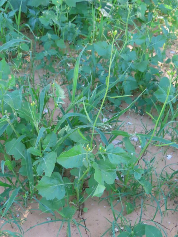 Erucastrum arabicum- photo by dune_ninja