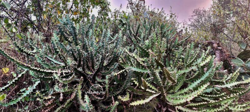 Euphorbia_fractiflexa