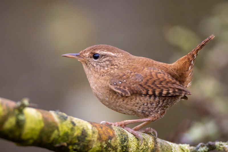 Eurasian_wren