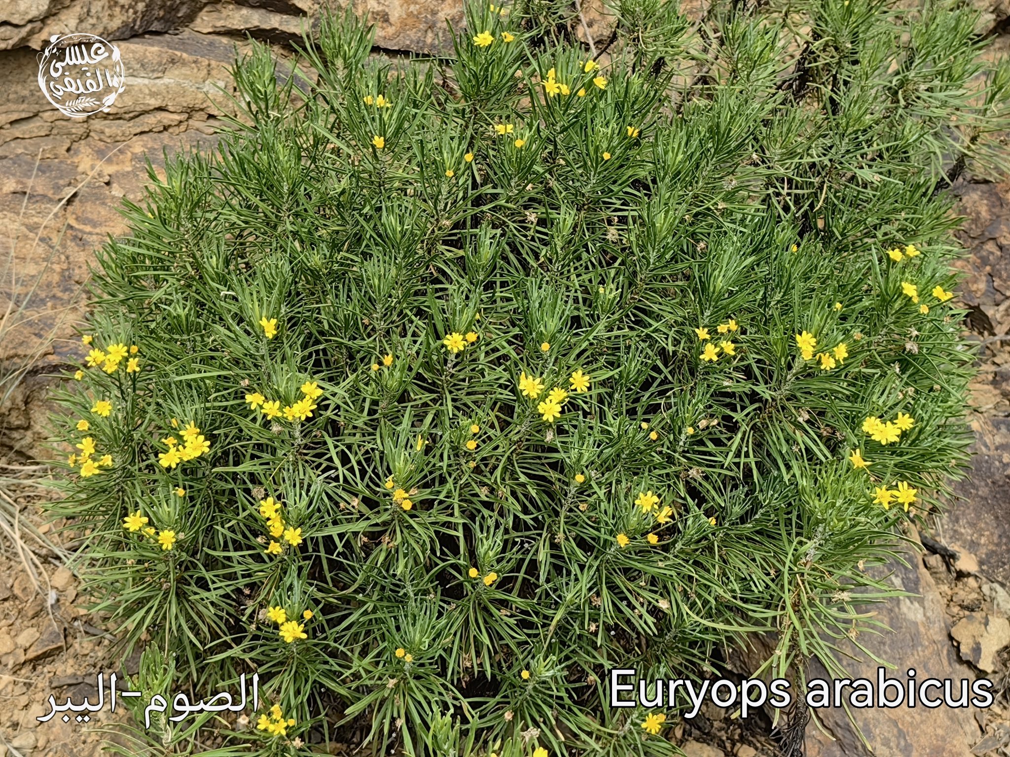 الصوم - تصوير عيسى الفيفي