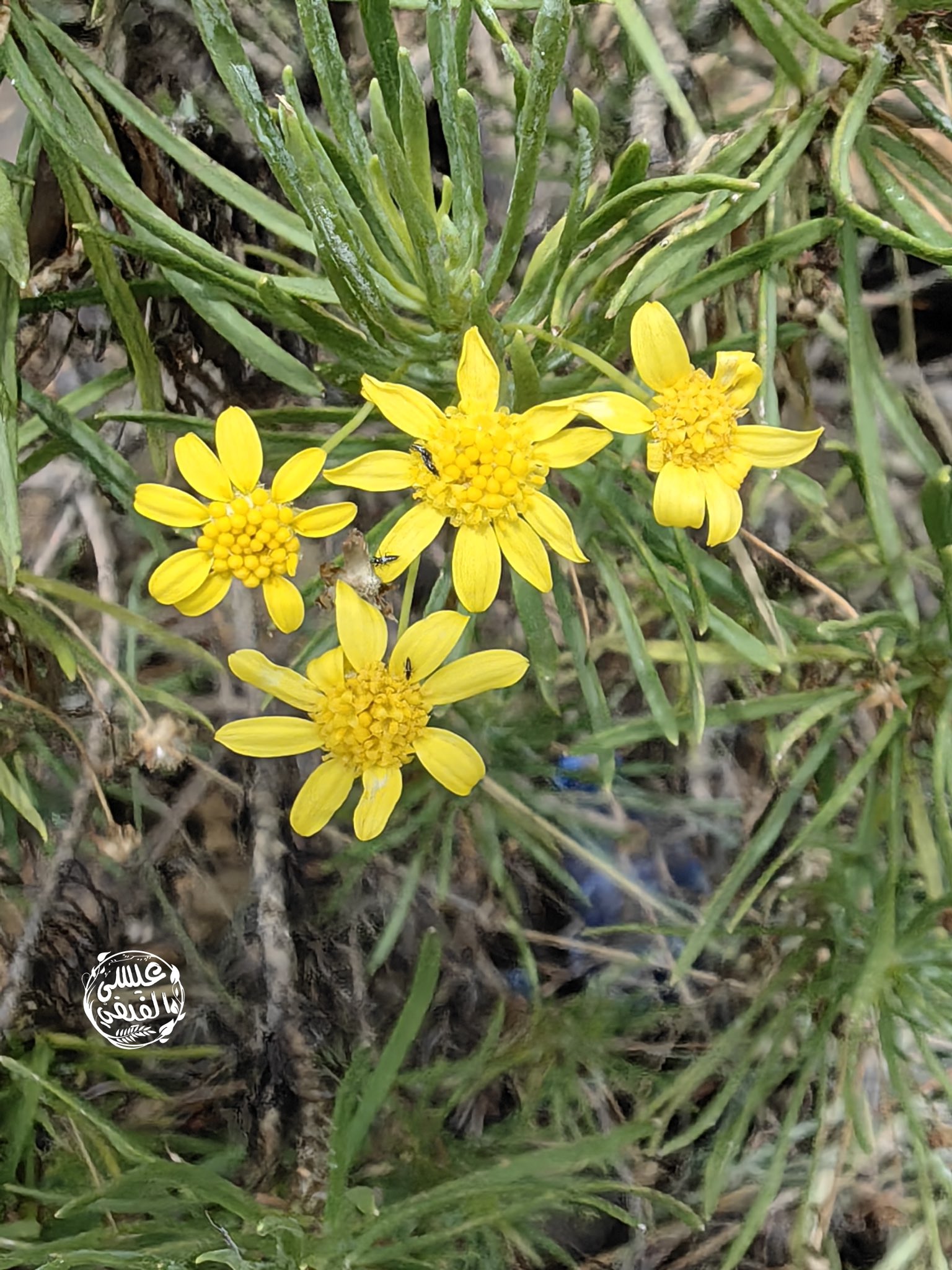 الصوم - تصوير عيسى الفيفي