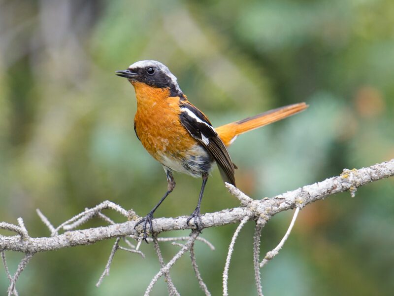 حميراء كتفاء (حميراء عصماء، الحميراء بيضاء الكتف، حميراء صهباء الظهر) / Phoenicurus erythronotus