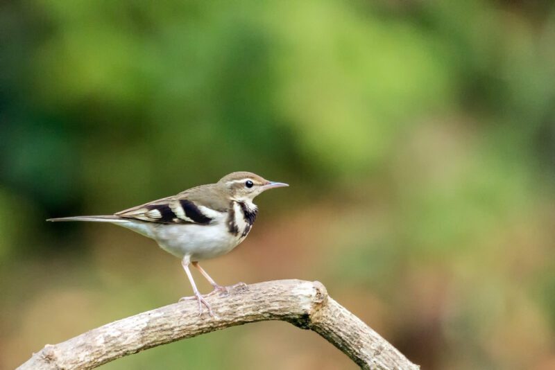 Forest_wagtail
