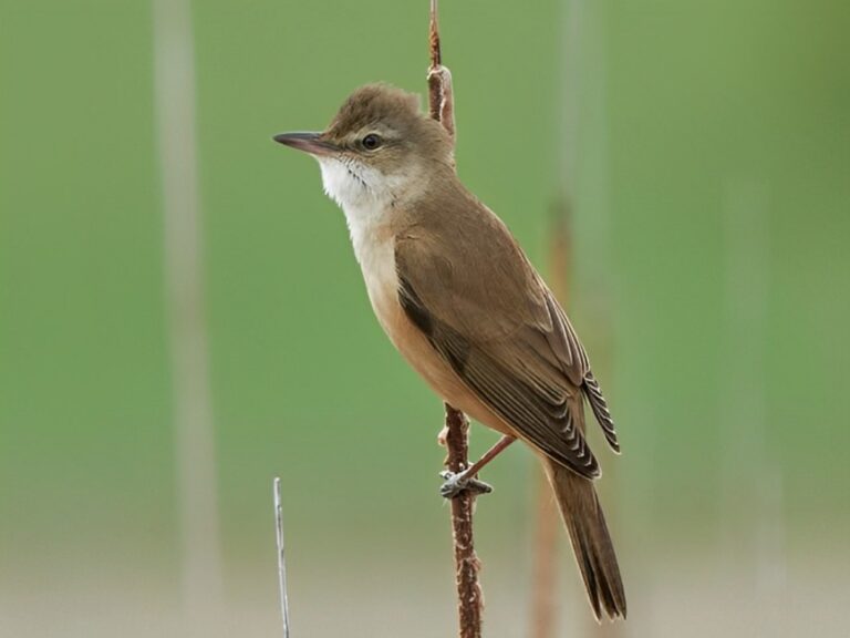 Great_reed_warbler