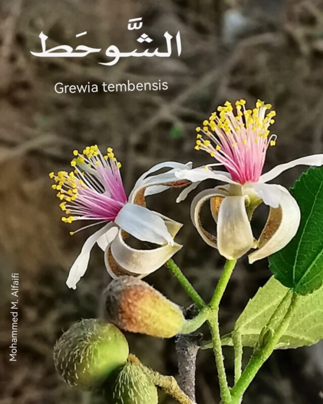 زهرة الشوحط - تصوير م. محمد الفيفي