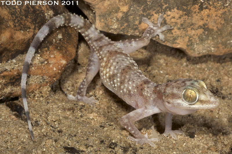  Hemidactylus yerburii