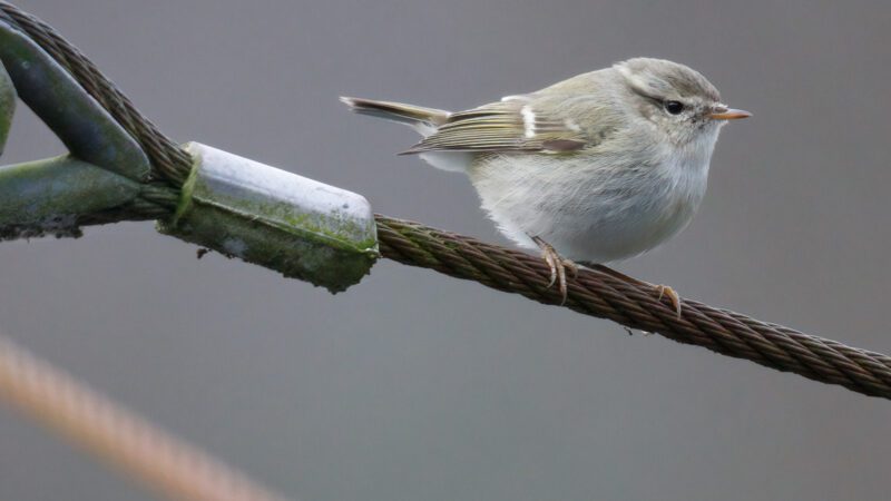 دخلة إهيومية / Phylloscopus humei