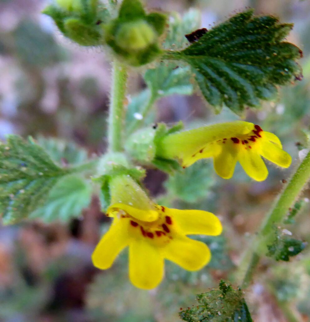 الحويمضة - النوع الأول