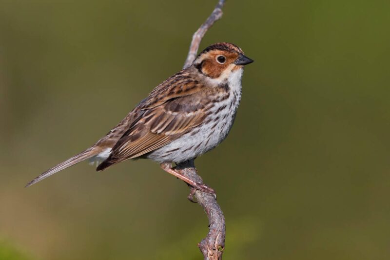 درسة صغيرة / Emberiza pusilla