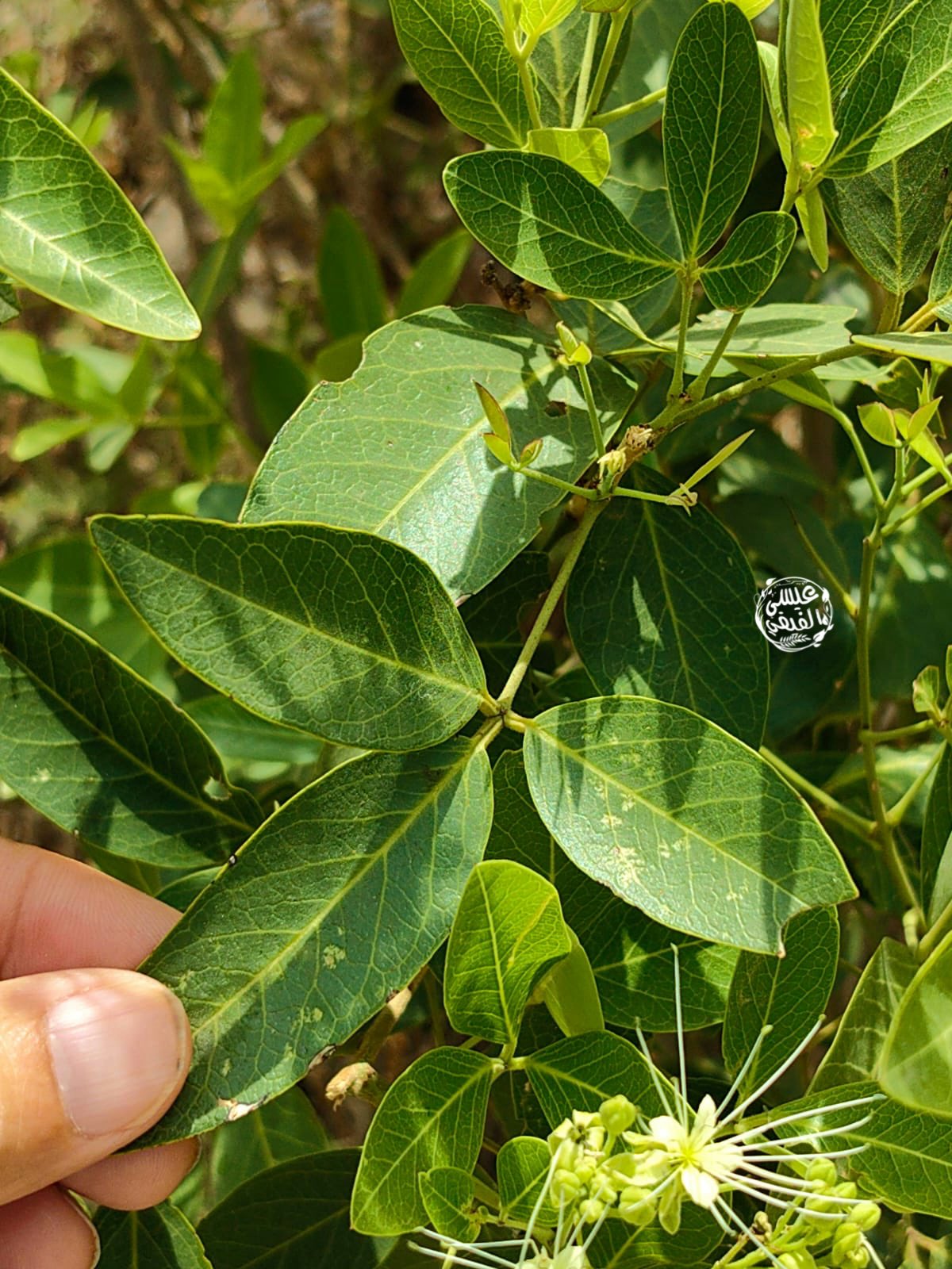 الصومر 2 - تصوير عيسى الفيفي