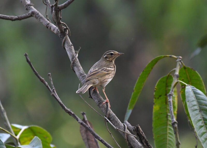 Olive-backed_pipit