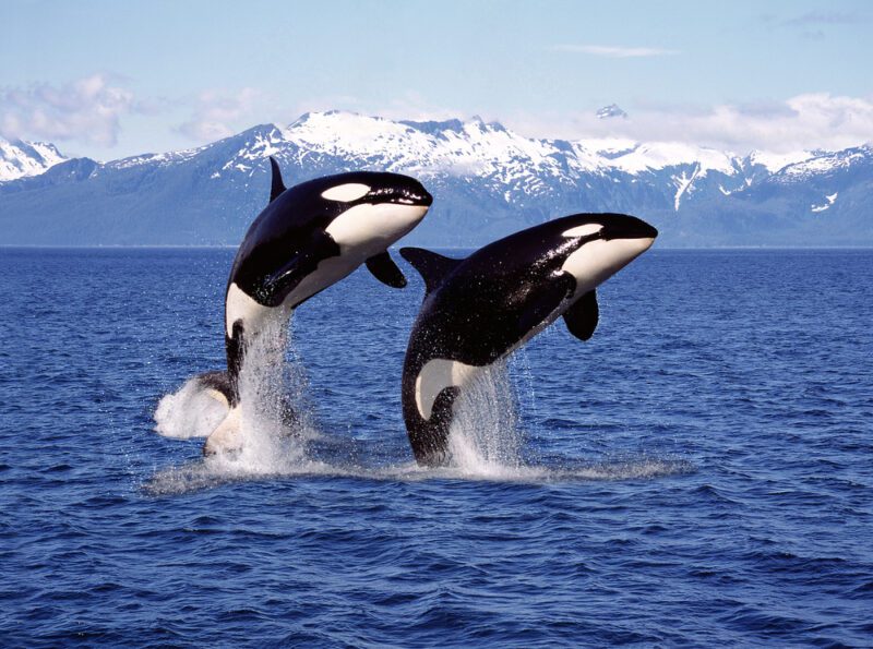 Orcinus Orca Orcinus Orca