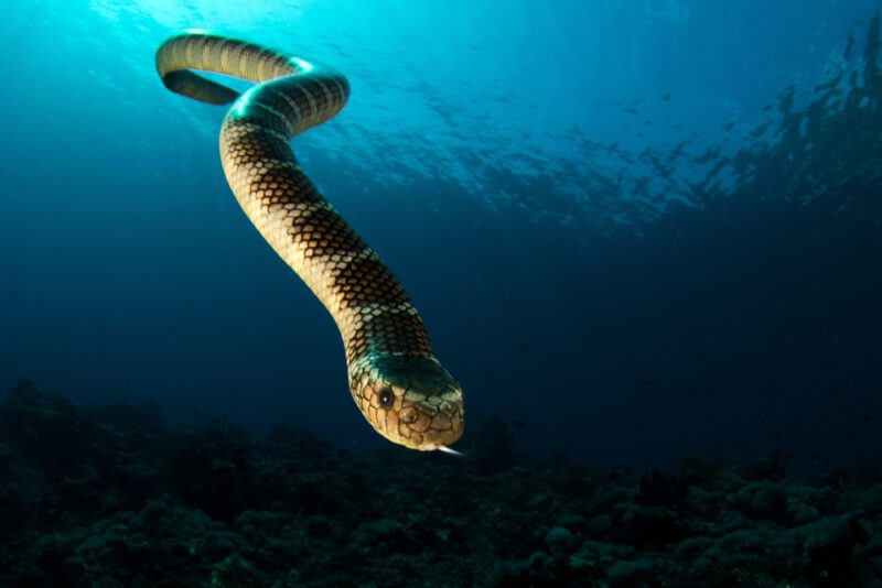ثعبان البحر ذو الثنية