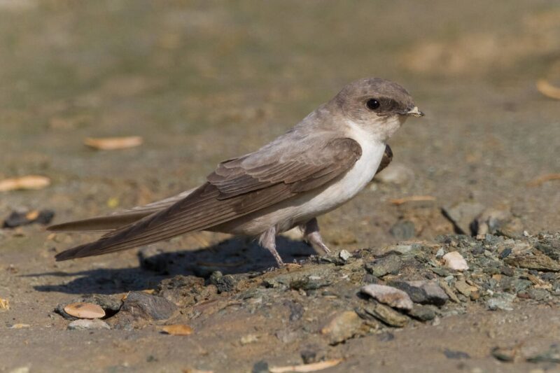 عوهق جرفي فاتح (خطاف الصخور الباهت، خطاف الشواهق الباهت) / Ptyonoprogne obsoleta