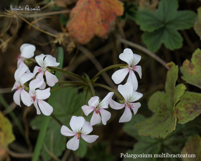 الجحدب - تصوير: أ