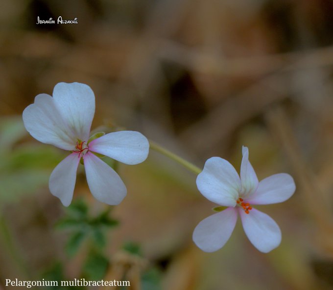 الجحدب - تصوير: أ. إبراهيم الدخيل