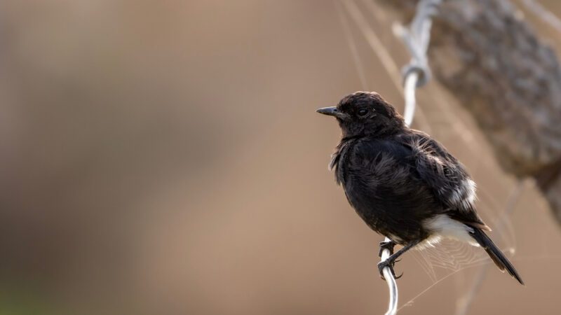 Pied_bush_chat