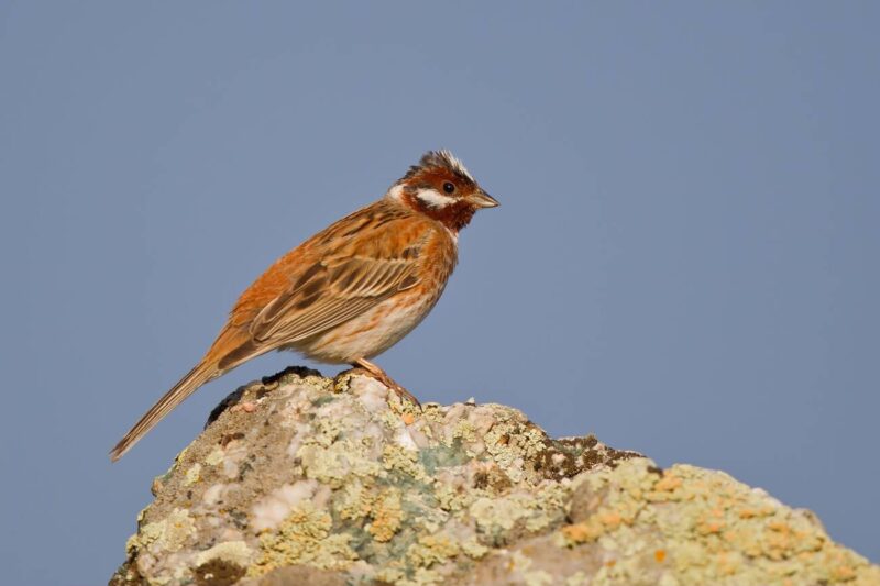 درسة صنوبرية / Emberiza leucocephalos