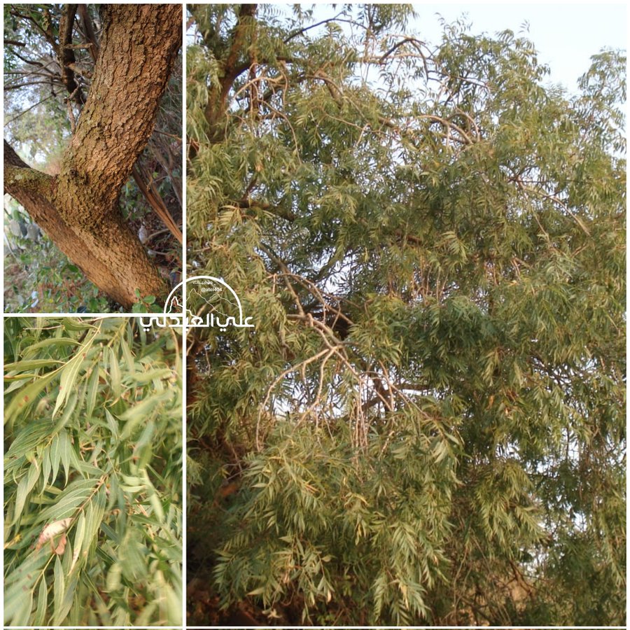 الضرو (البطم) - تصوير أ